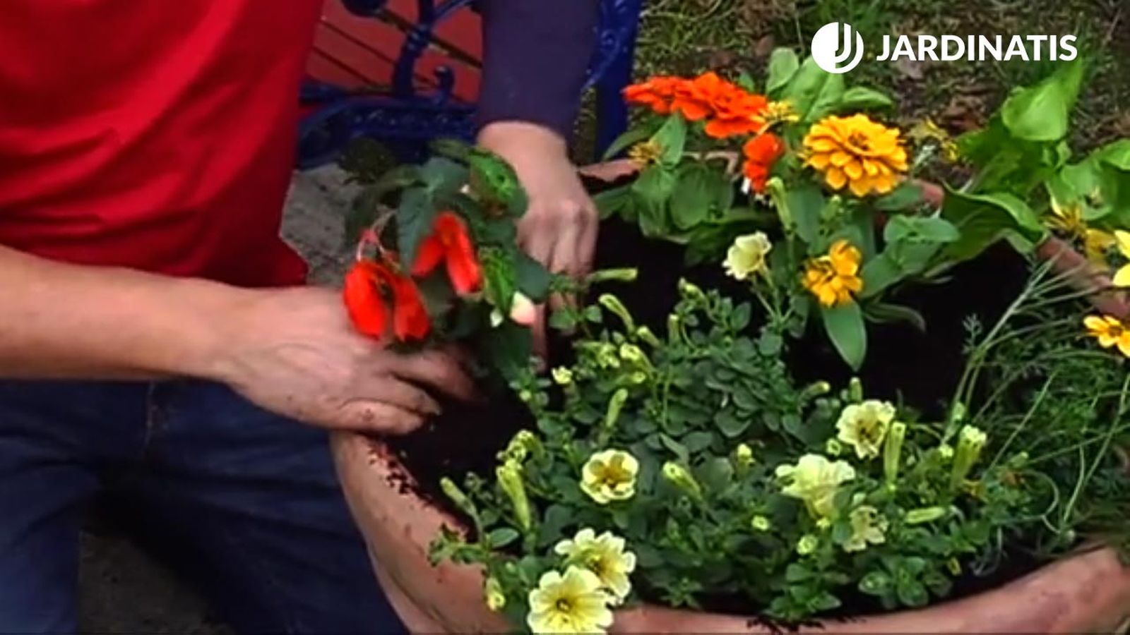 flor de temporada primavera verano bricojardin 694