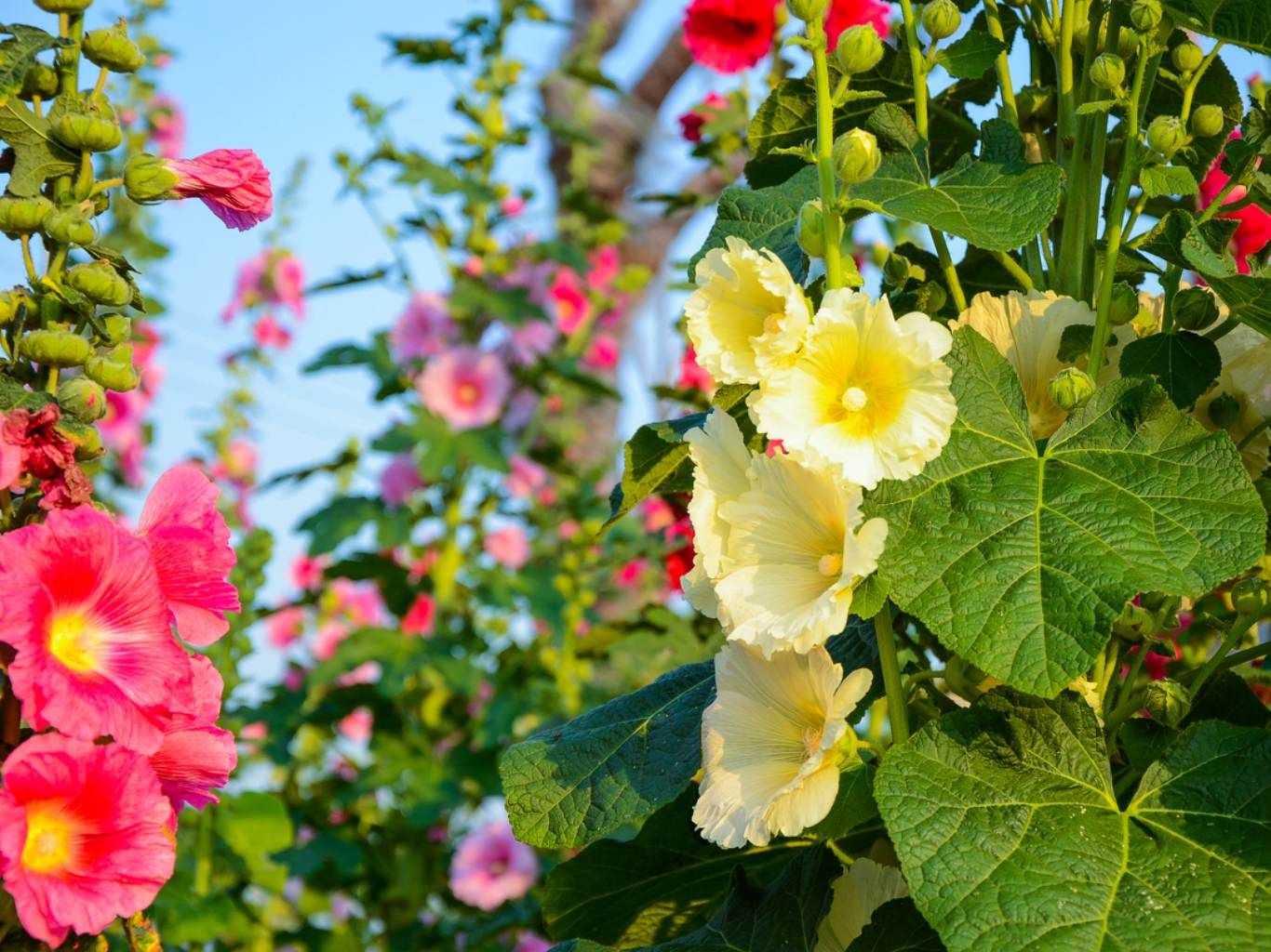 Alcea rosea.