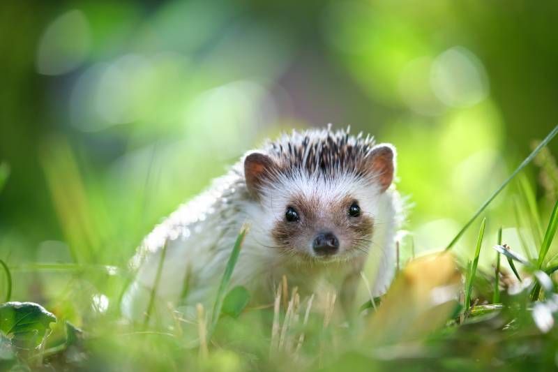 Los erizos son animales nocturnos por lo que van a necesitar disponer de un lugar donde esconderse.