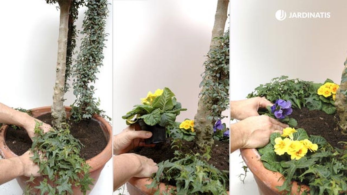 aligustre arbusto para arte topiario paso 4 5 6