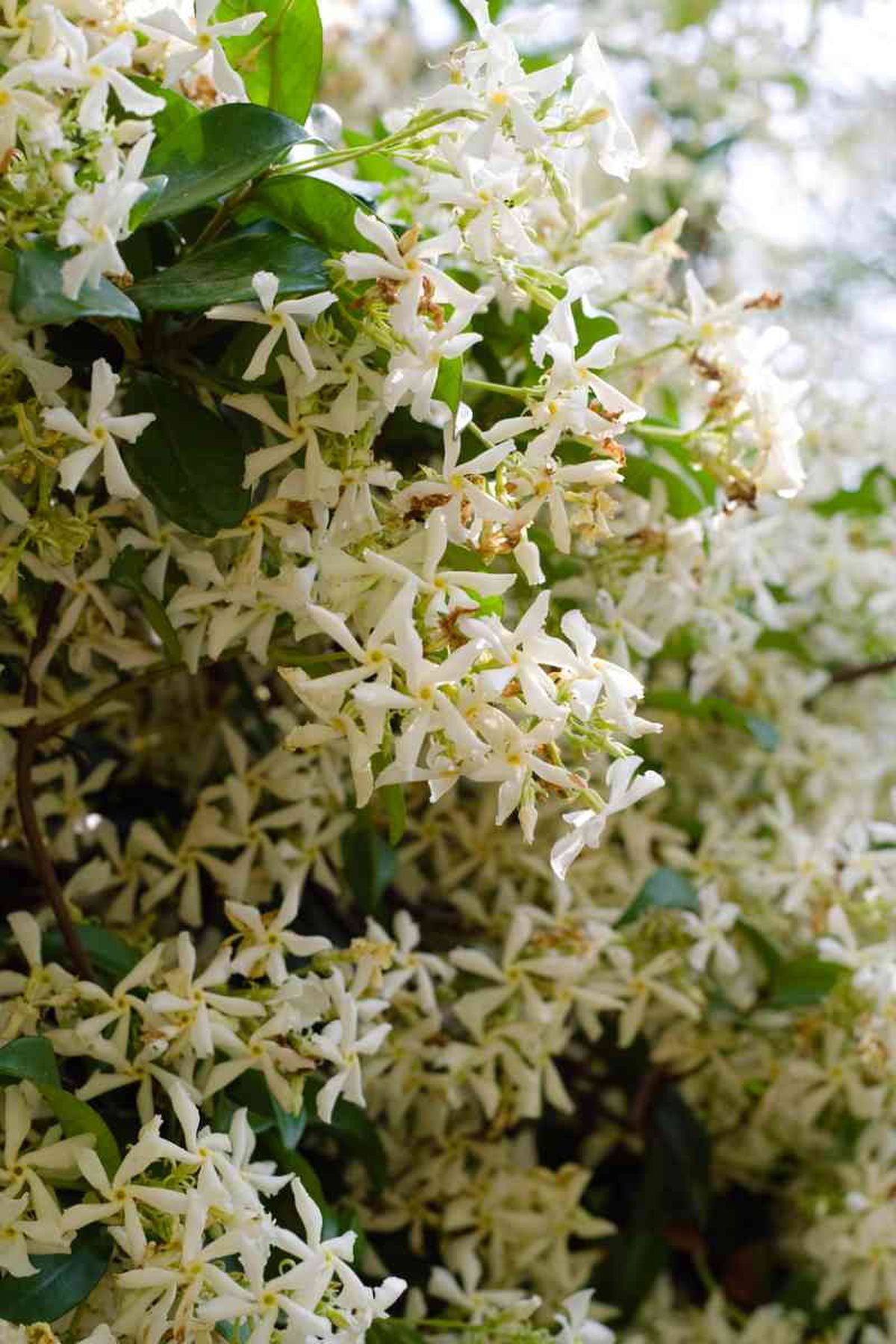 Trachelospermum jasminoides o jazmín estrella