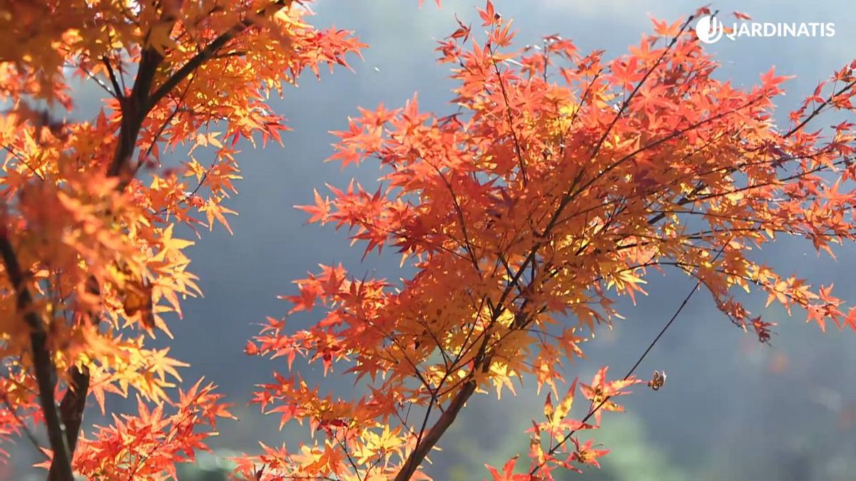 arce ajpones características tipos cuidados