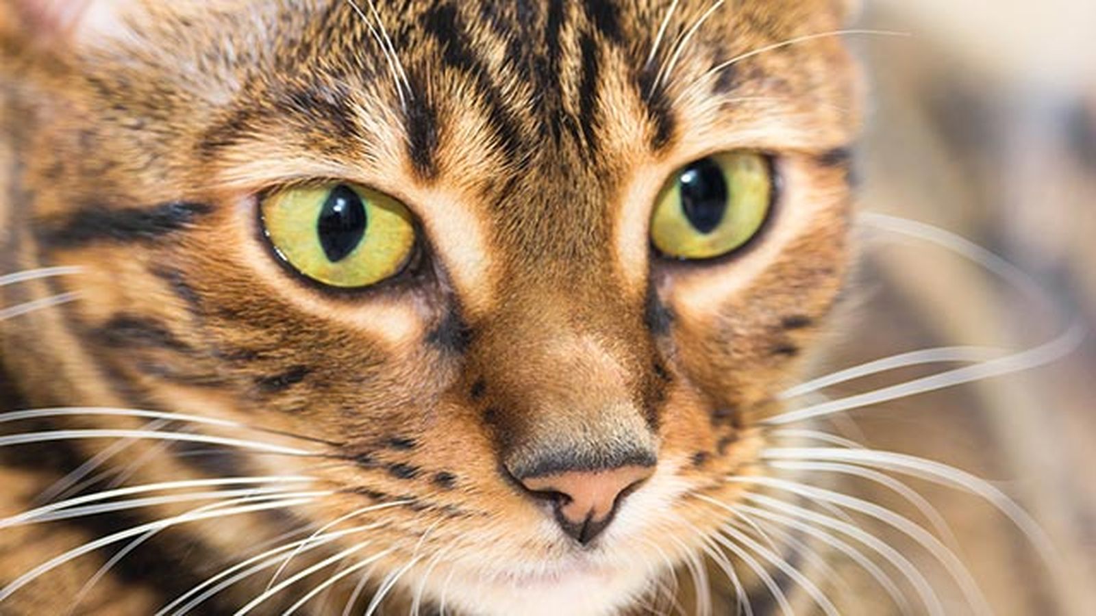 toyger de cerca
