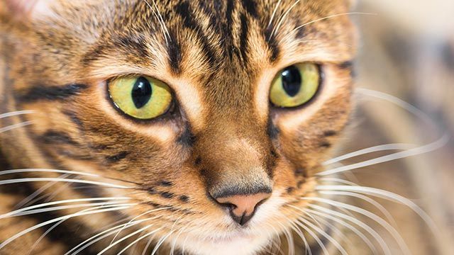 toyger de cerca