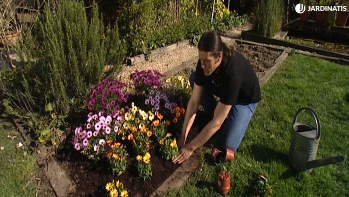 Plantación de margarita en el jardín