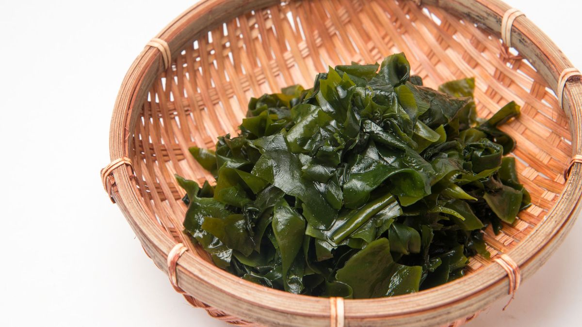 alga wakame fresca xl