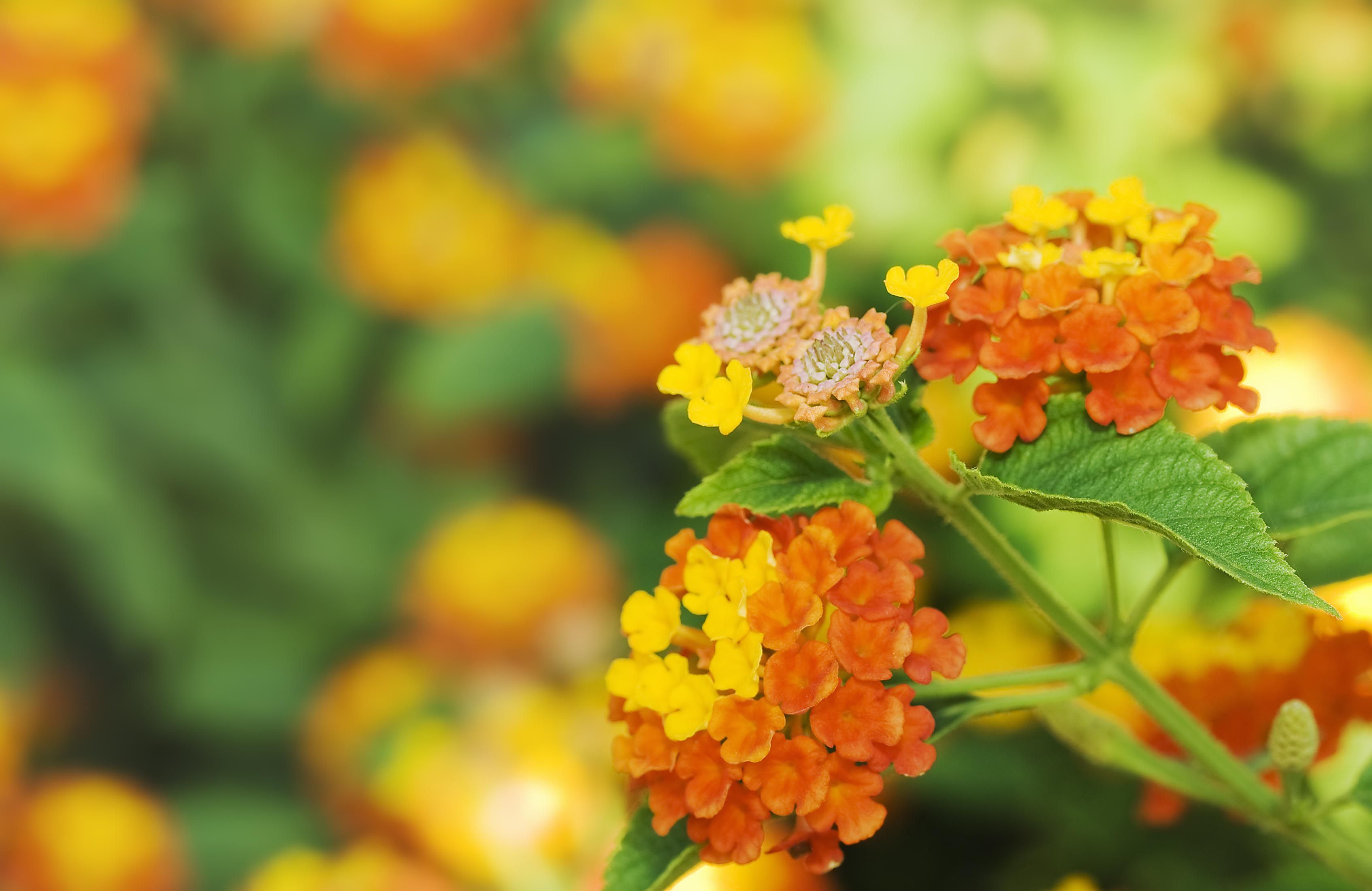 verbena2