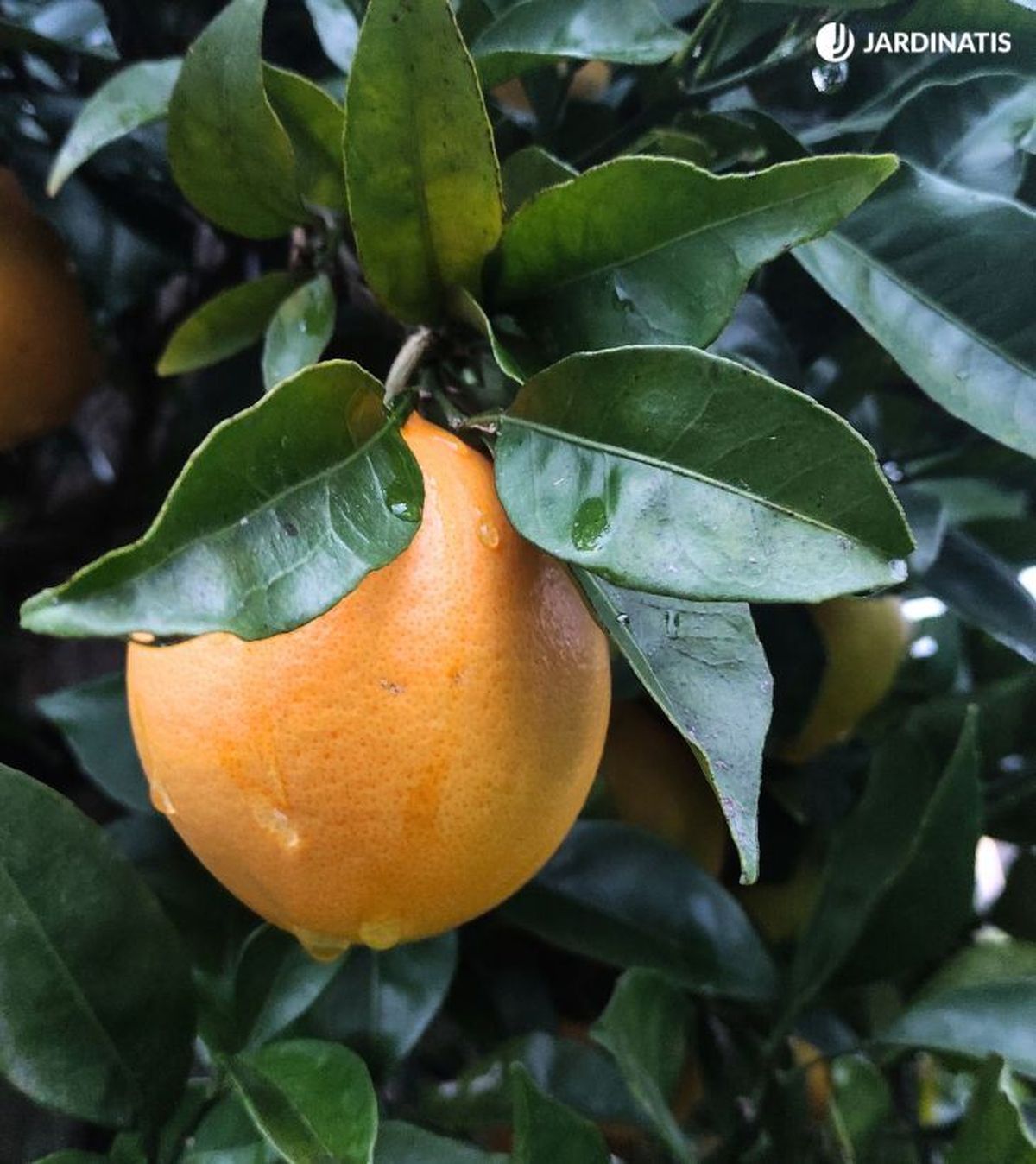 naranjas en el arbol