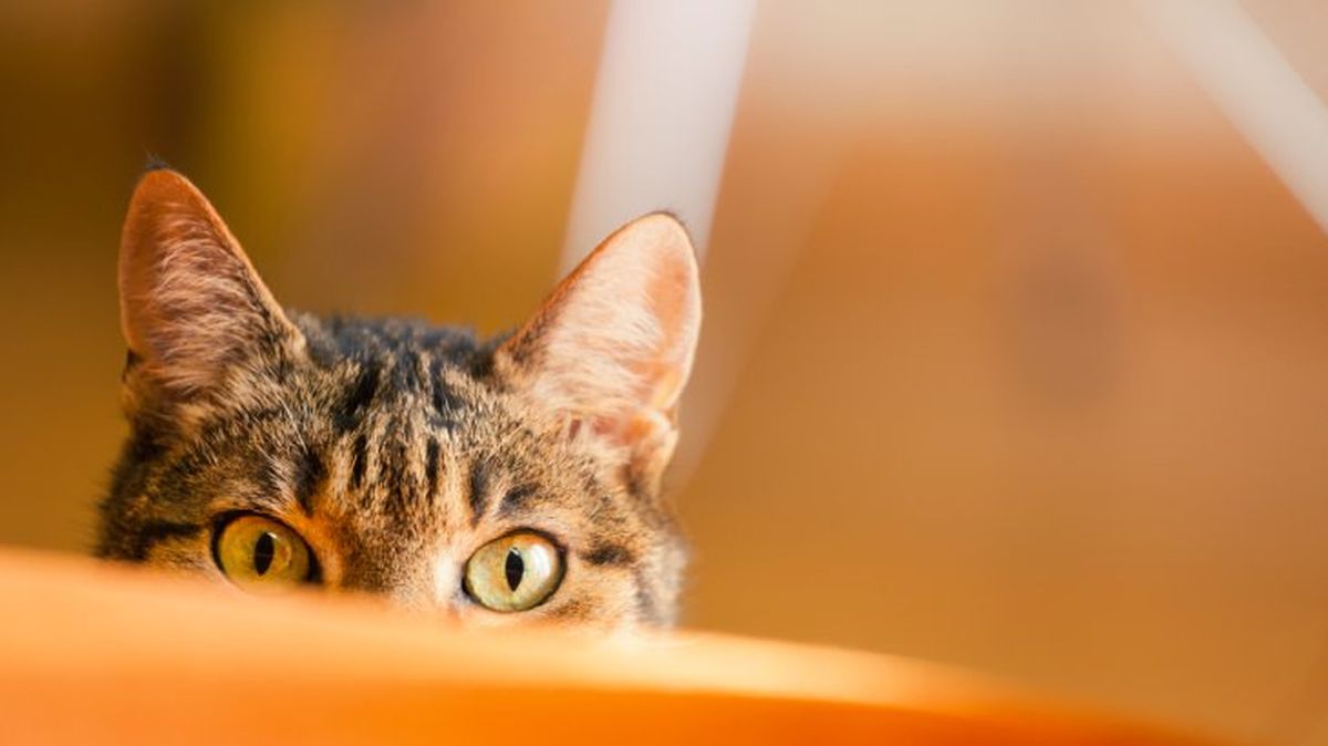 cuidados de los ojos de un gato 5