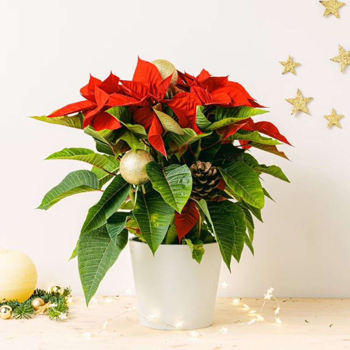 comrar flor de pascua be green