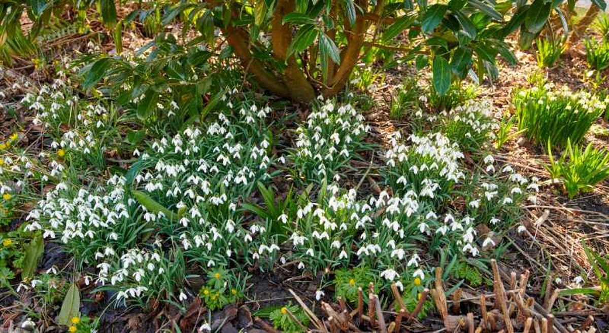 Galanthus nivalis en el jardín.