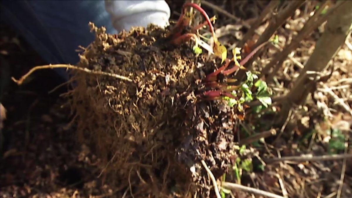 brico 631 jardin reproducir rudbeckia Herstonne raices