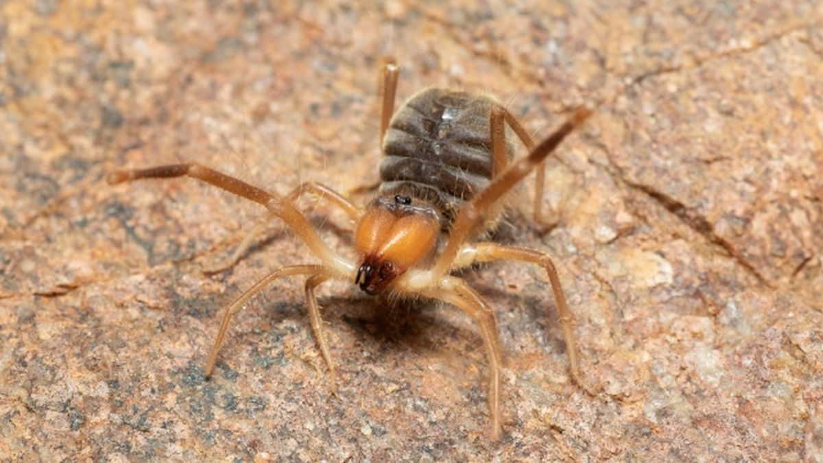 animales nocturnos arana camello