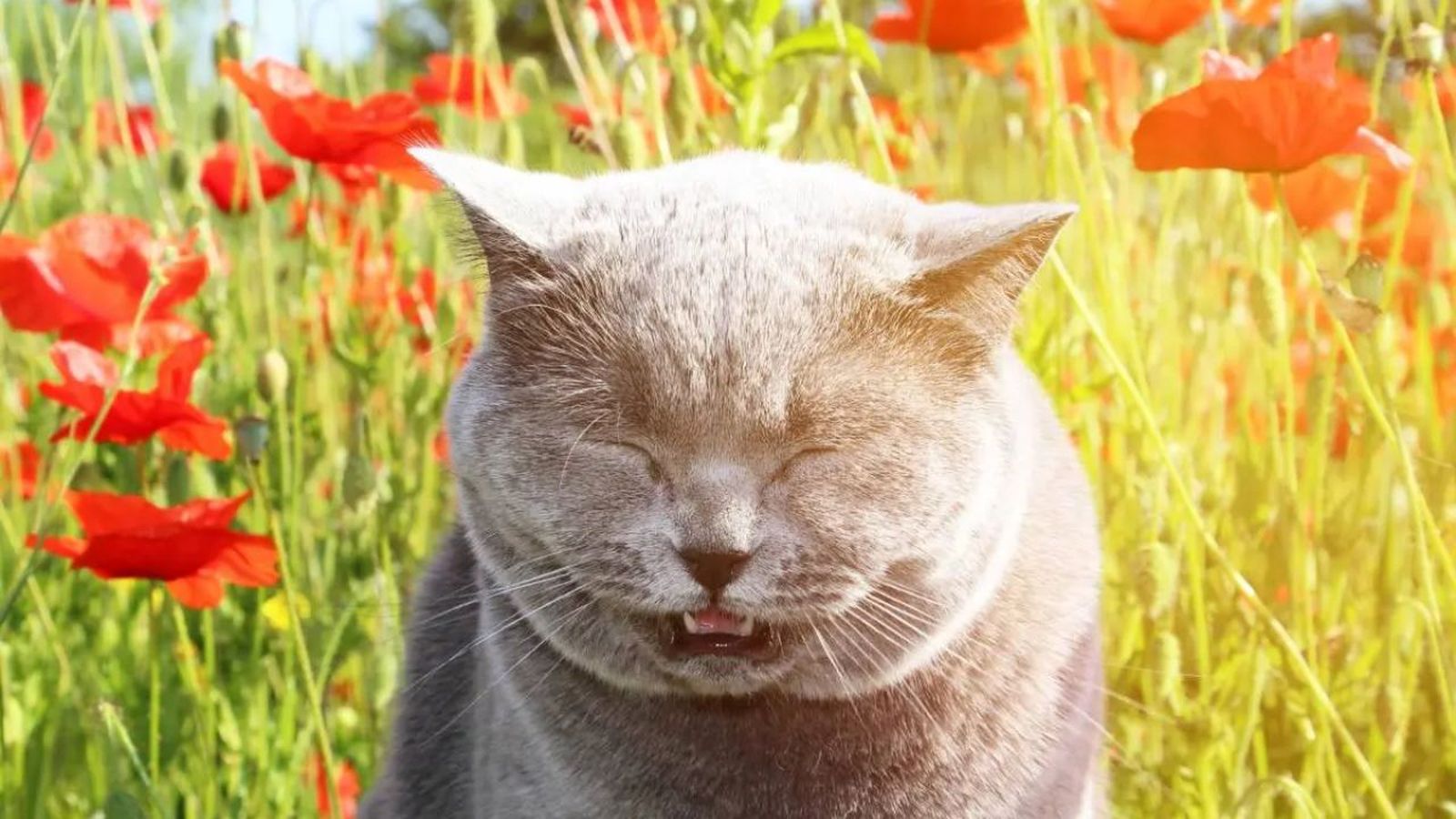 mi gato estornuda mucho ok