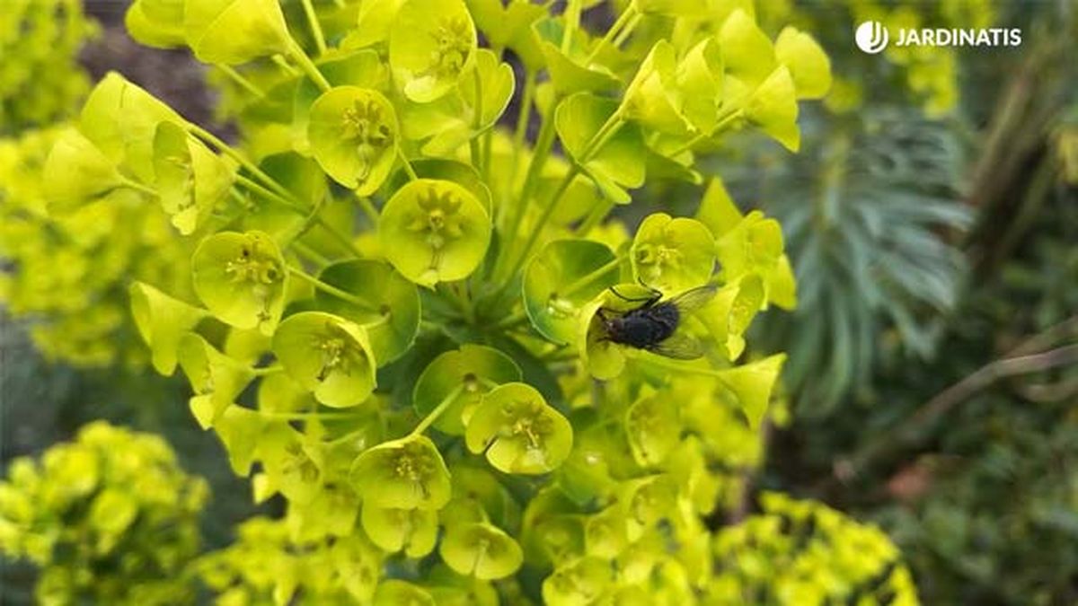 euphorbia characias insectos que atrae