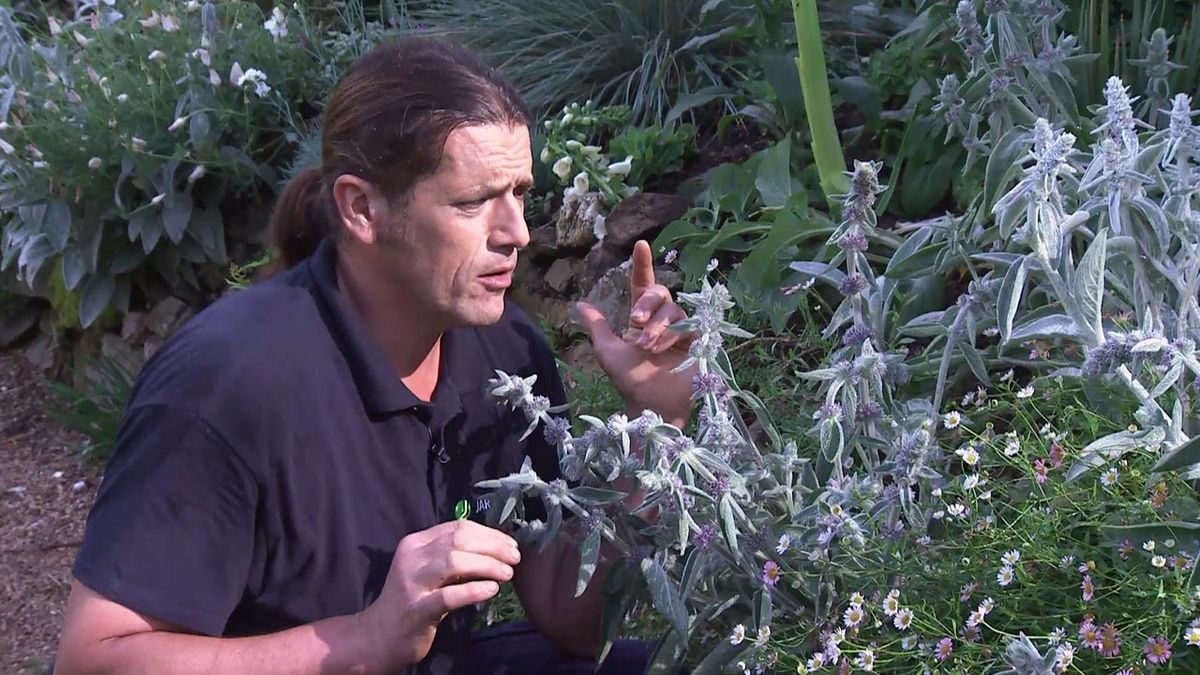 deco 774 jardin stachys lanata byzantina