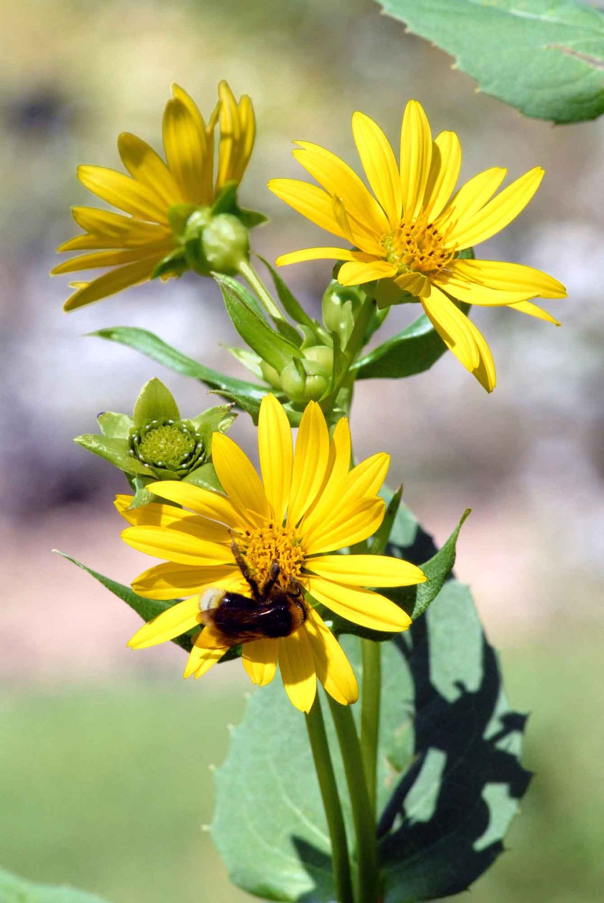 Parterre de plantas vivaces amarillas y blancas   helenium salicifolius