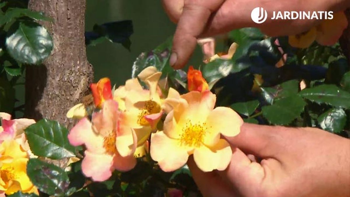 petalos naranjas rosales mutabilisl deco622