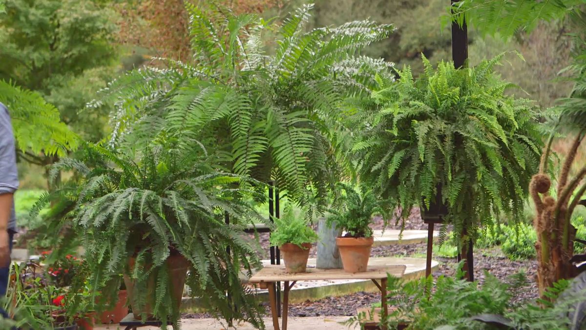 brico 930 3 variedades helechos nephrolepis xl