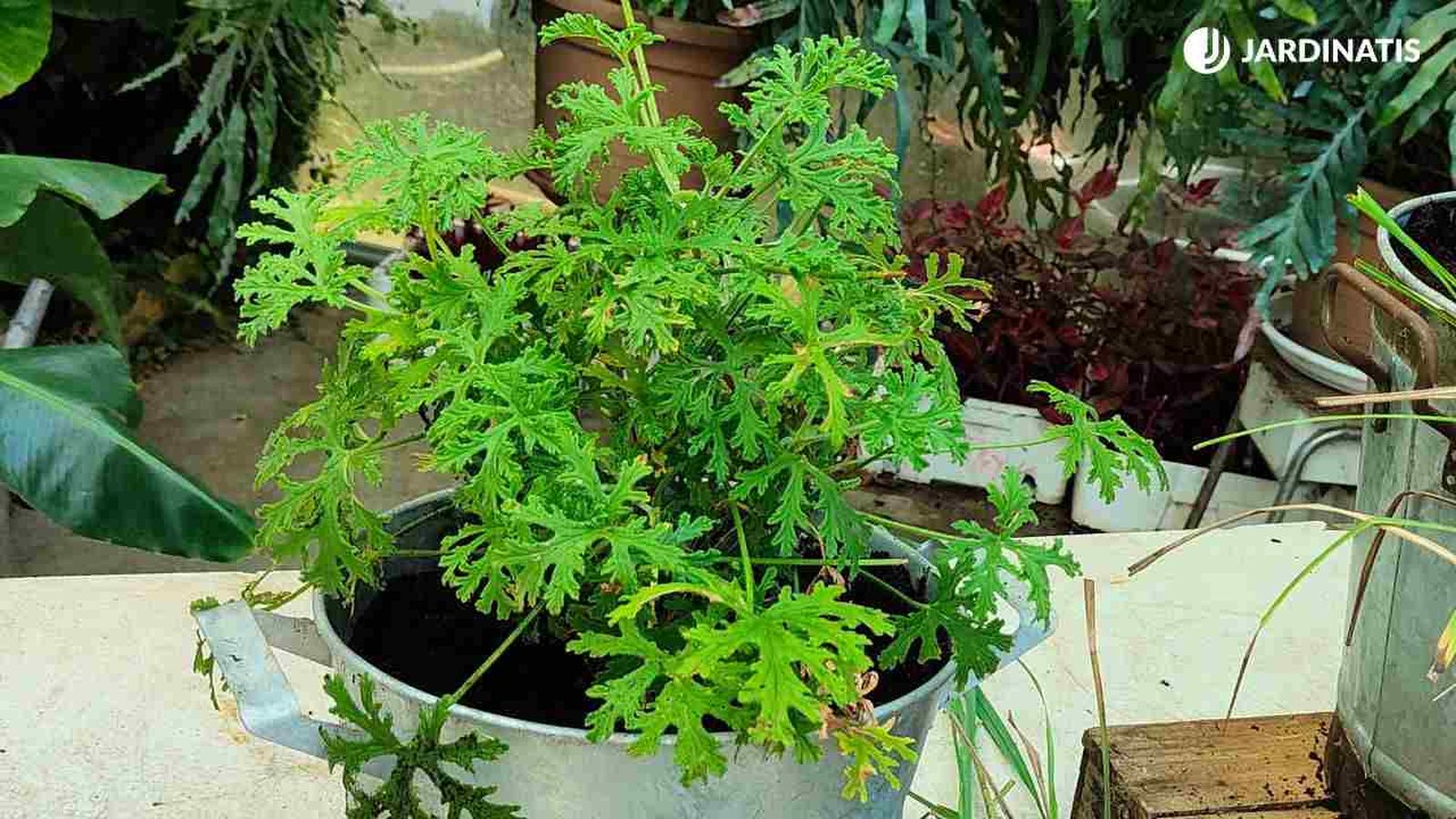 El geranio limón es un repelente natural de mosquitos