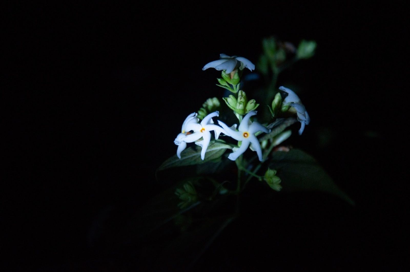 Cestrum nocturnum