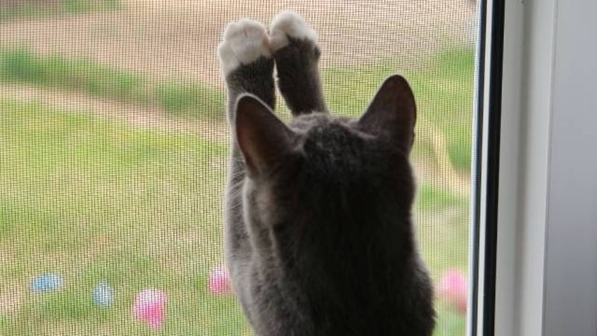 consejos para evitar mosquitos en casa mosquiteras