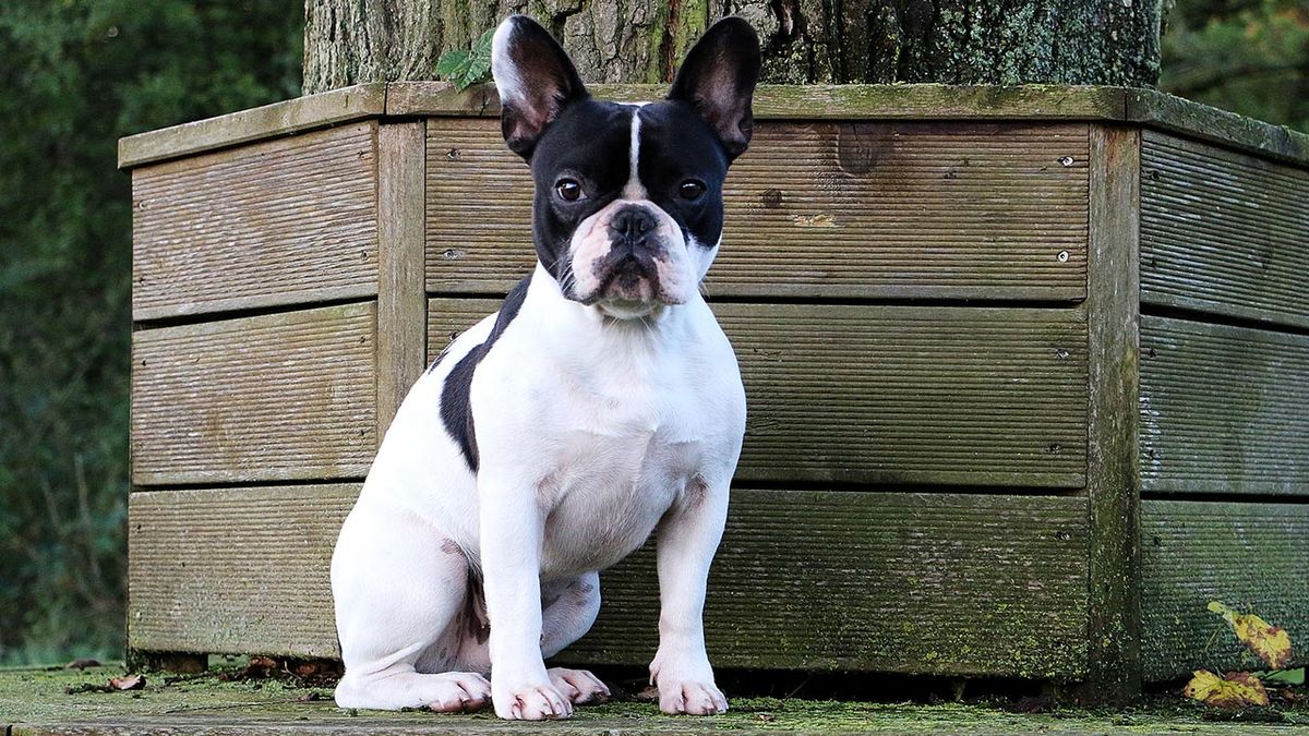 razas perros pequenos 11 boston