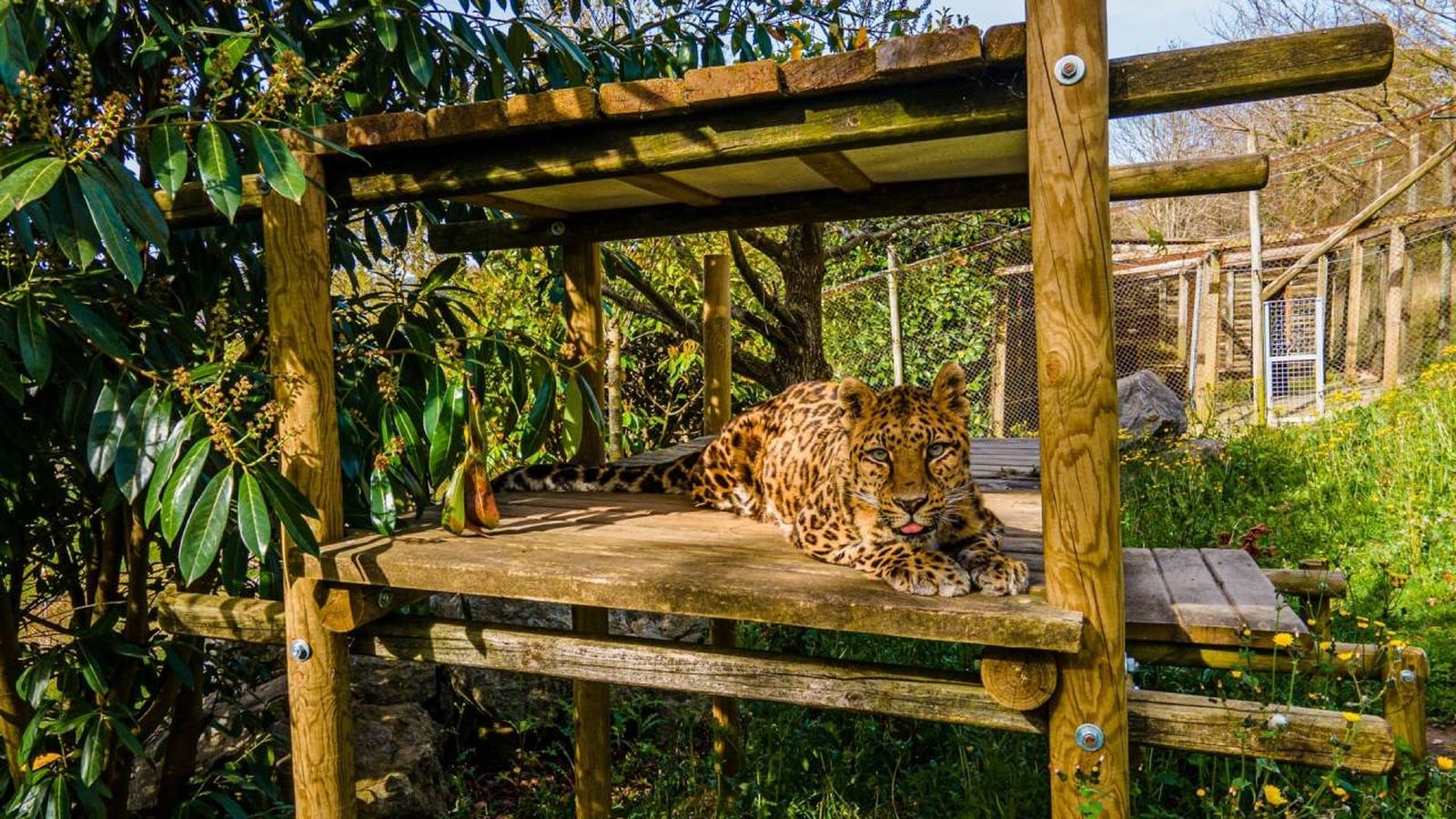 animales karpin centro acogida fauna silvestre
