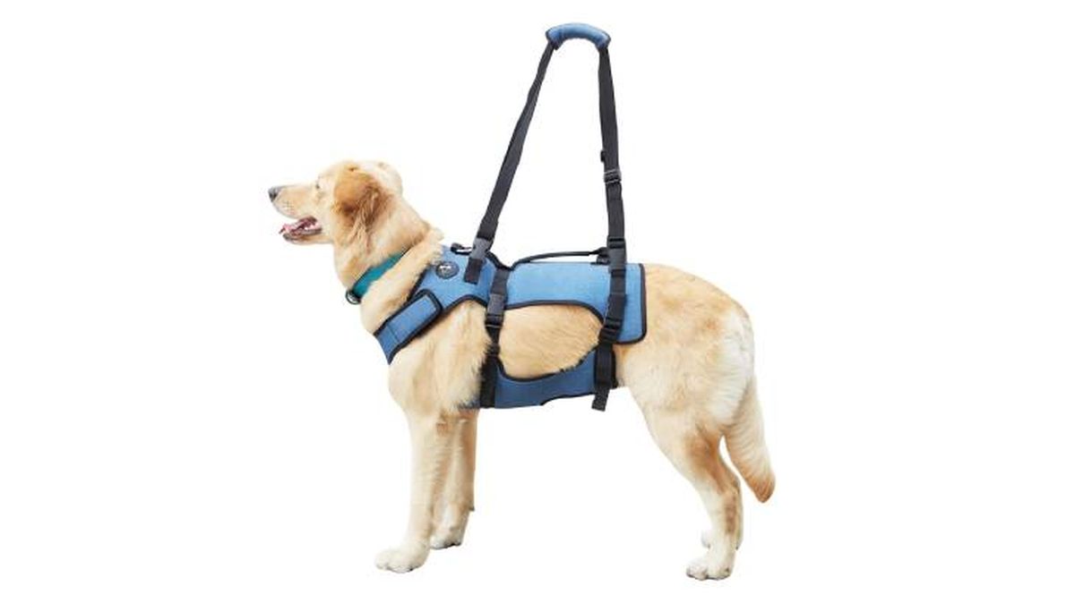 arnes ortopedico perros coodeo amazon