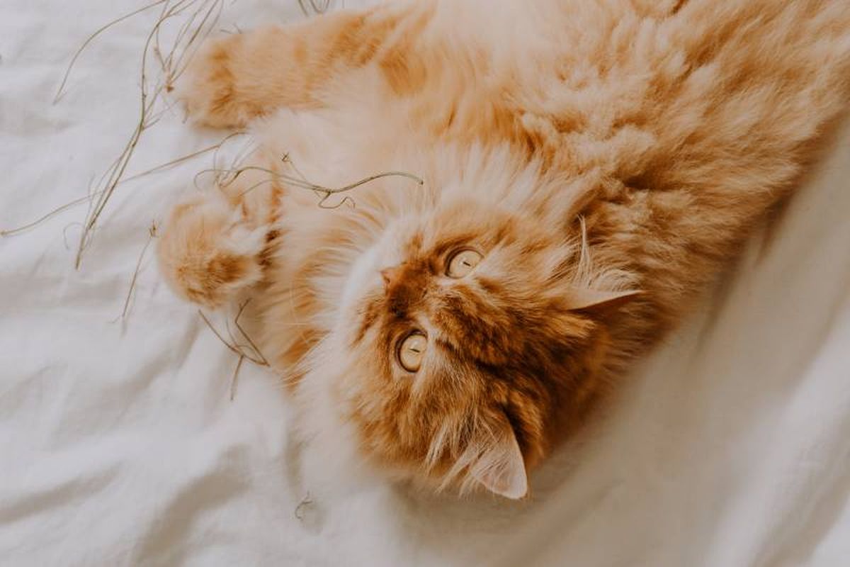 Un buen acondicionador hidratará el pelaje y facilitará el cepillado.