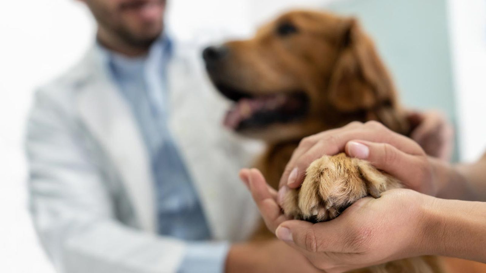 perro con la pata mal