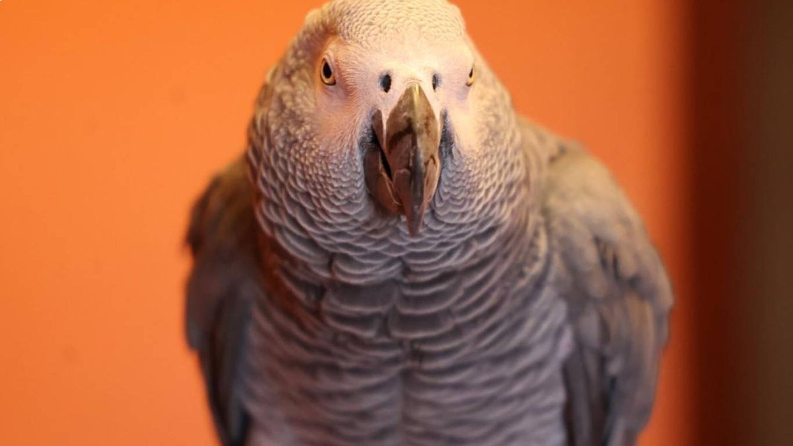 El pasado domingo por la tarde, Berritxu desapareción en el barrio de Loiola.