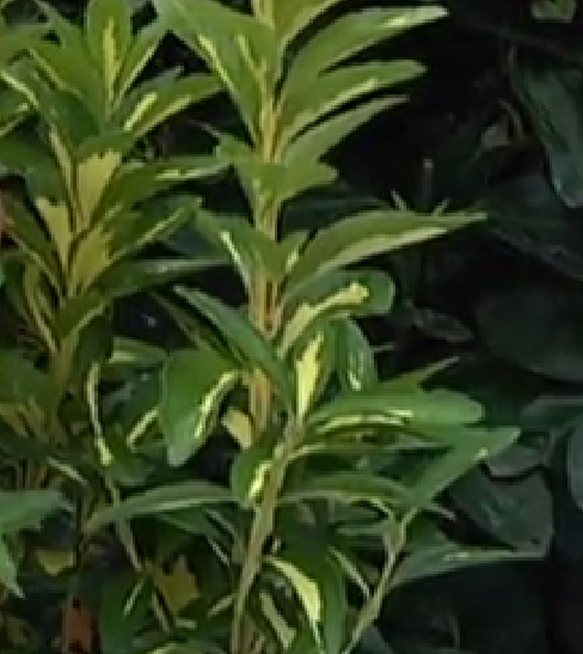 bonetero del japon luna