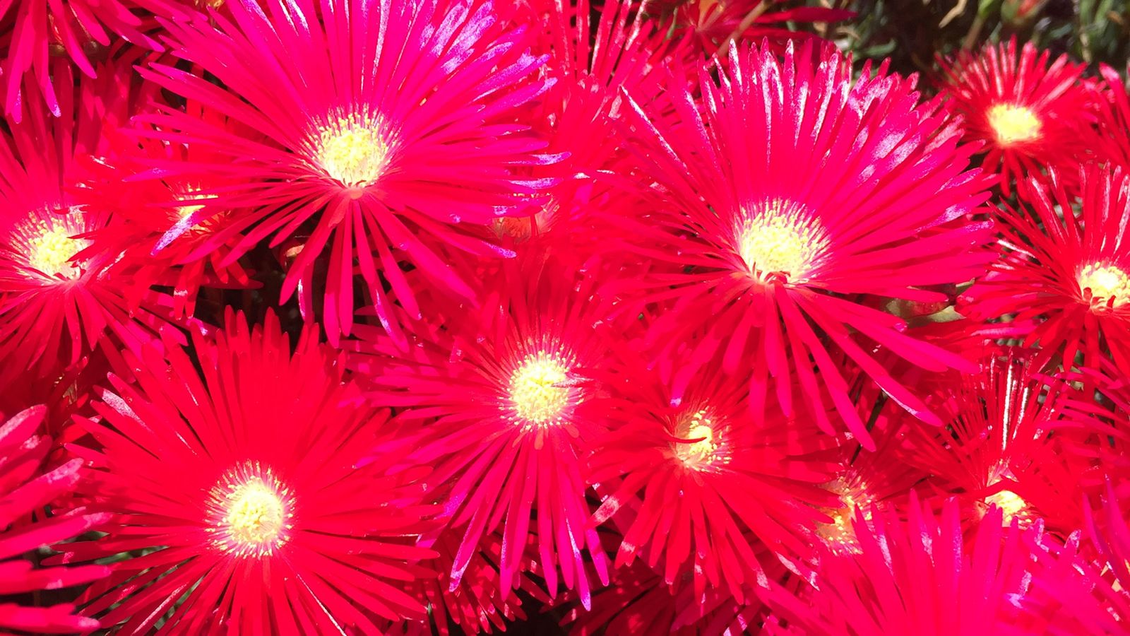 Lampranthus xl