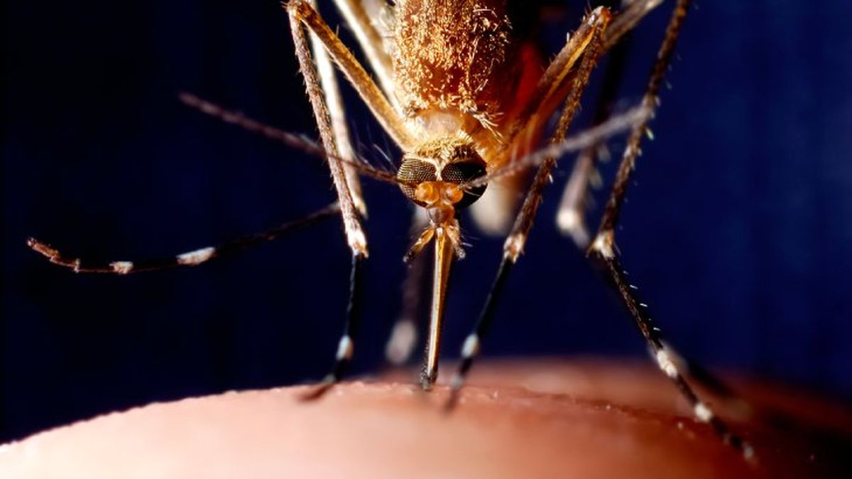 que pasaria si desaparecieran los mosquitos 4