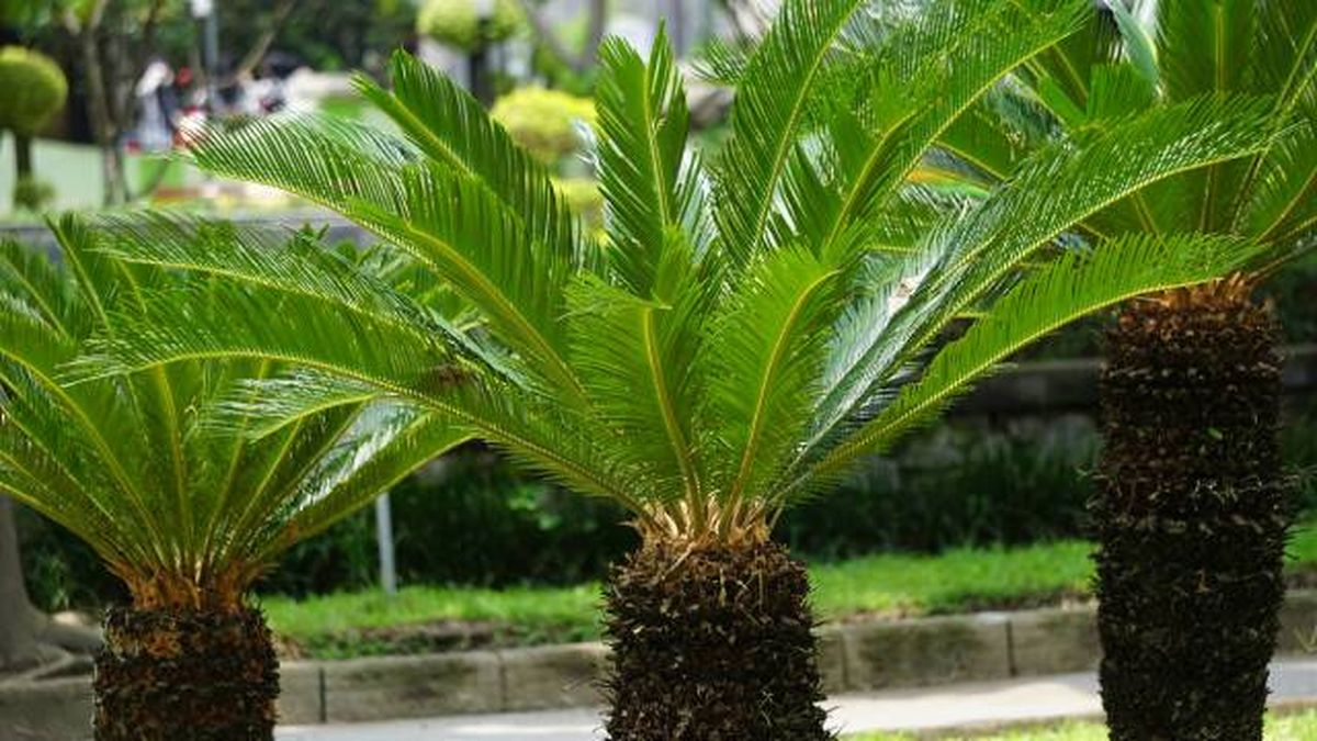 cycas revoluta