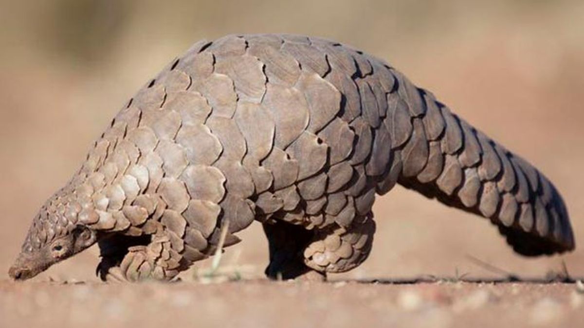 pangolin 5