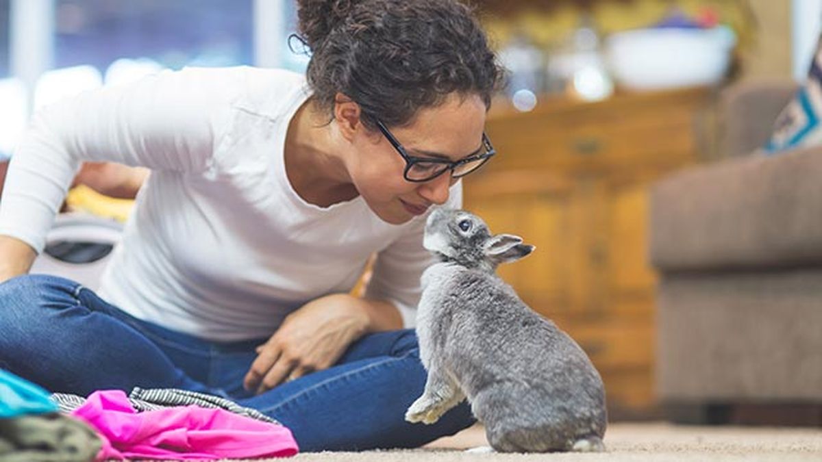 cuidados consejos conejos conejo2