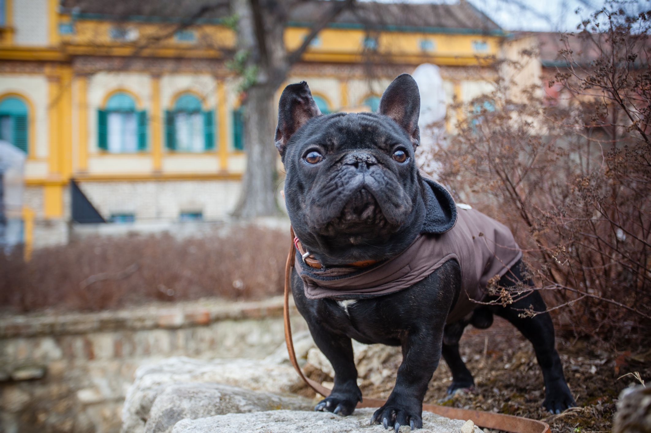 bulldog frances 1