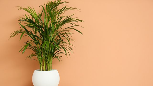 planta areca refrescar hogar