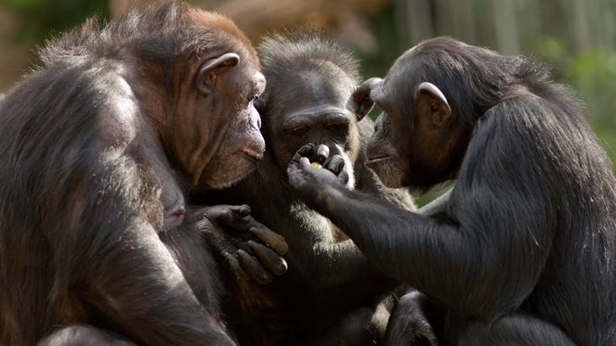 Los chimpancés utilizan expresiones faciales complejas y gestos.