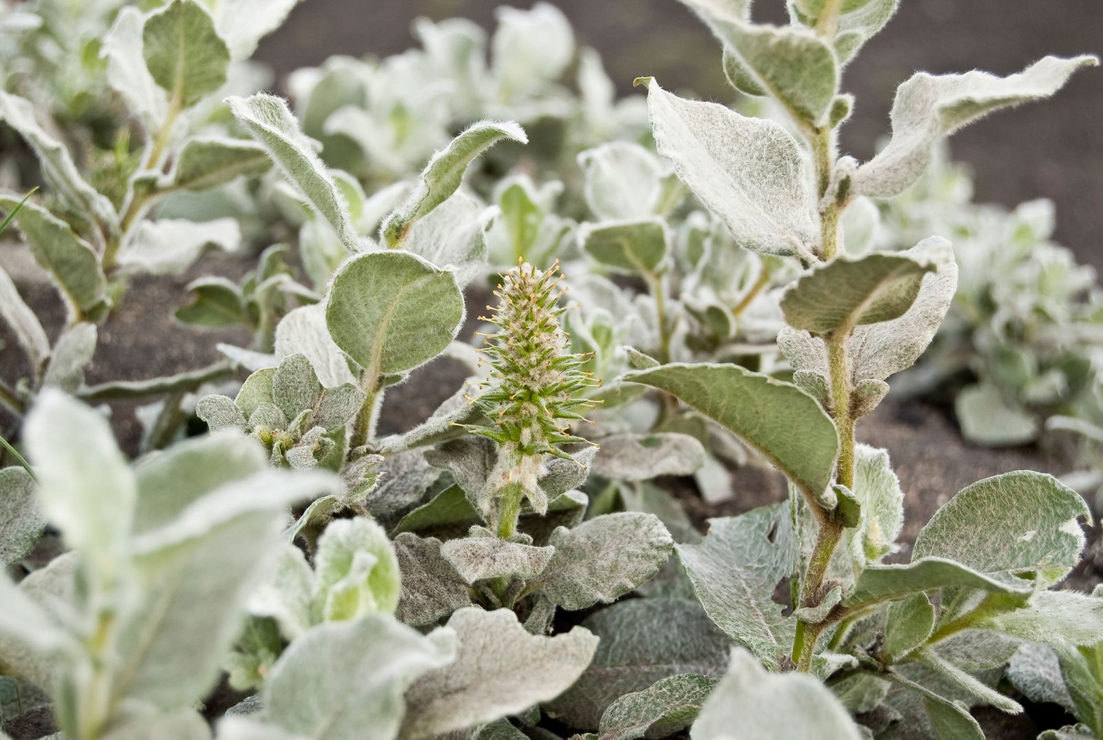 parterre arbustos follaje gris xl