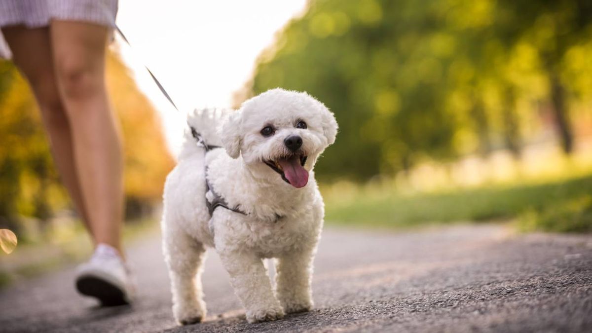 cuando se puede sacar perro pasear xl
