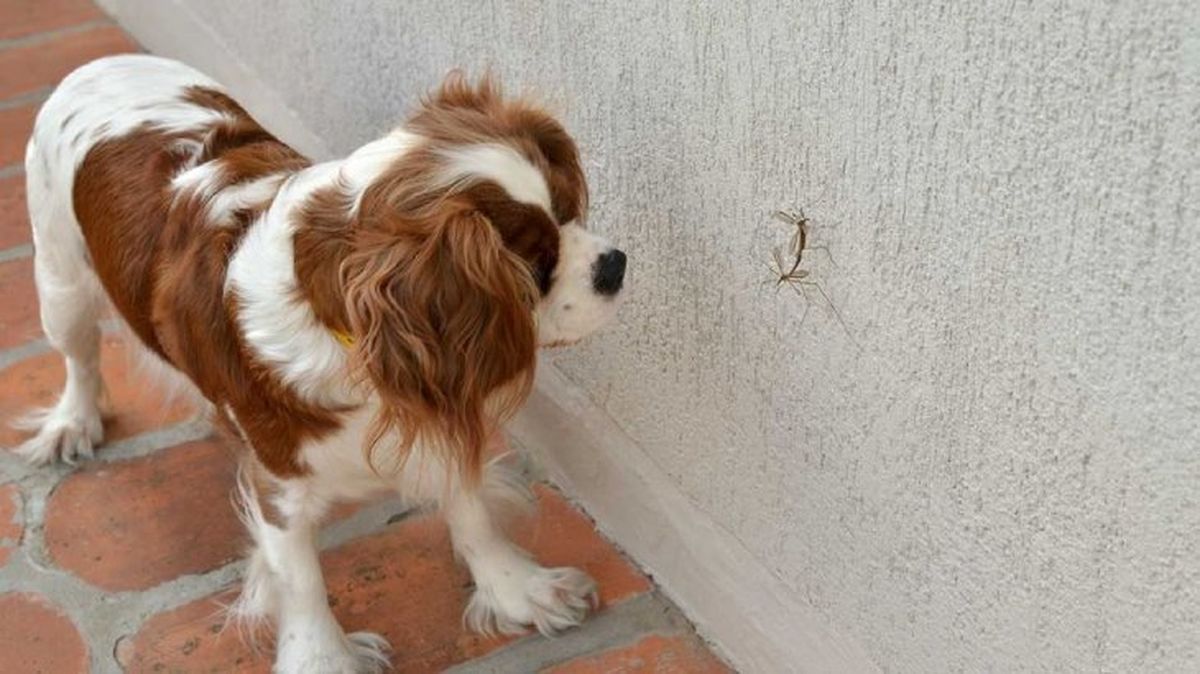 gusano del corazon en perros 4