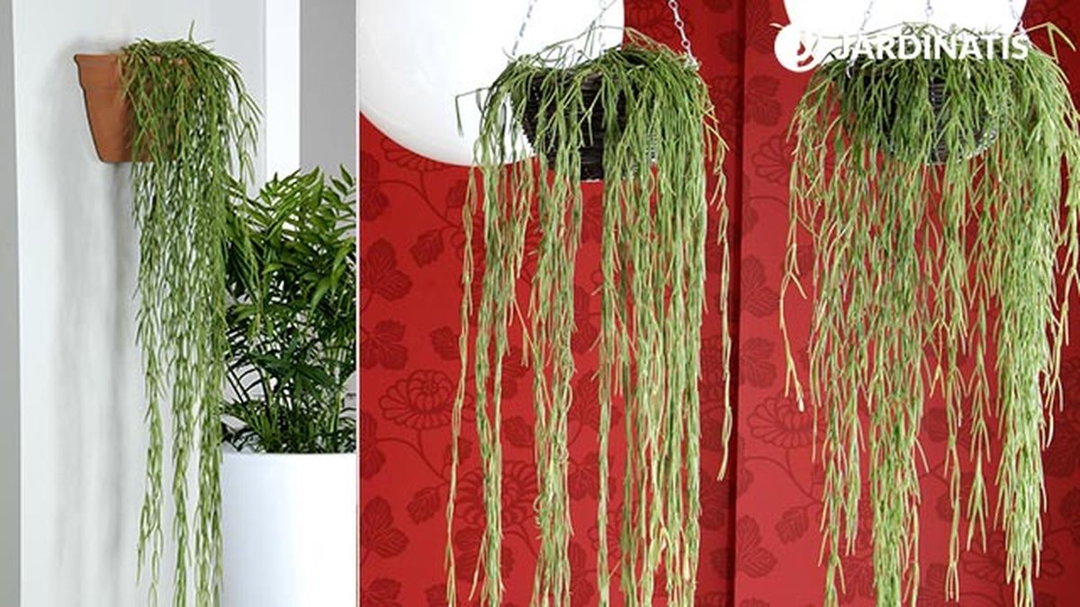 plantacion hoya linearis cestos colgantes deco 233 xl 7 8