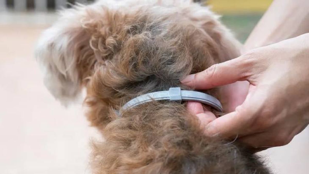 antiparasitarios para mascotas en primavera collar (1)