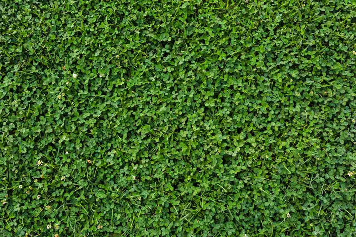 El césped de trébol es una alternativa al césped común.
