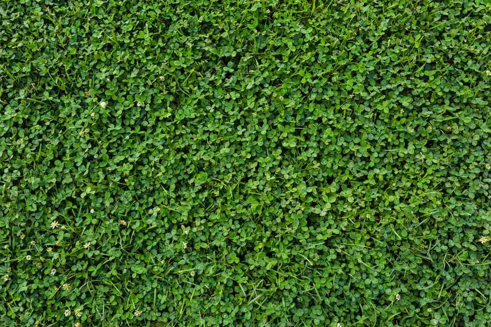 El césped de trébol es una alternativa al césped común.