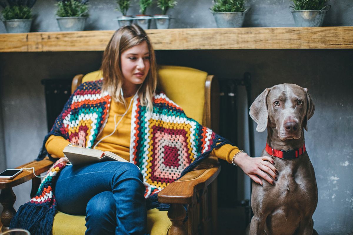 perros entrar establecimientos acondicionados