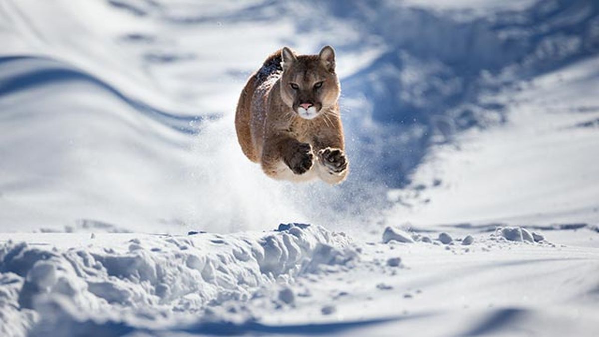 puma leon americano 9 corriendo